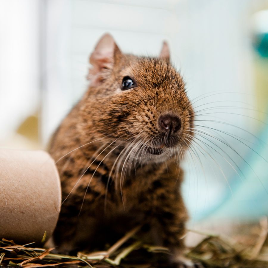 Degus for sale adoption near me