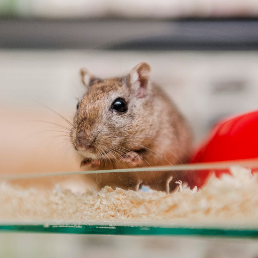 Gerbil adoption near store me