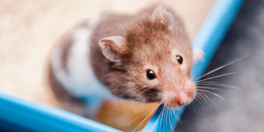 Syrian hamsters for adoption best sale near me