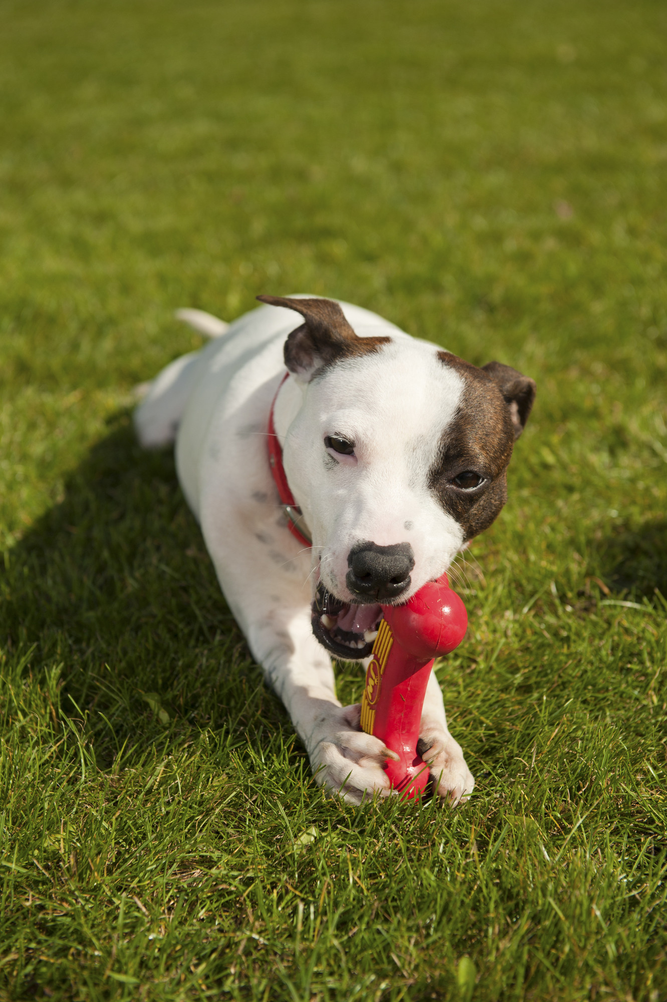 How Toys and Other Items Can Occupy Your Puppy and Boost its