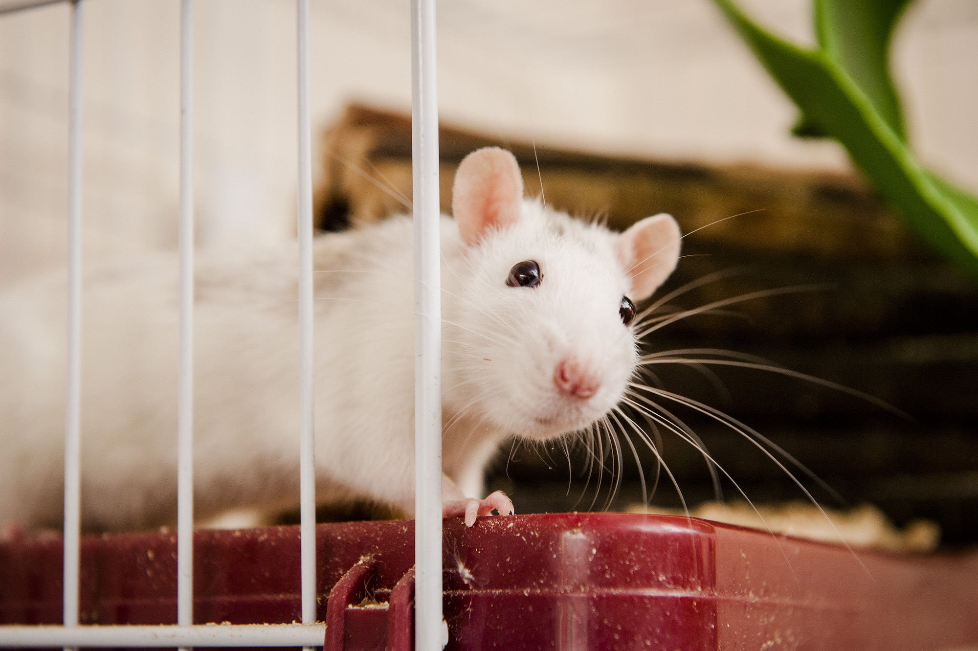 Caring for Your Pet Rat | Advice & Guidance | Blue Cross