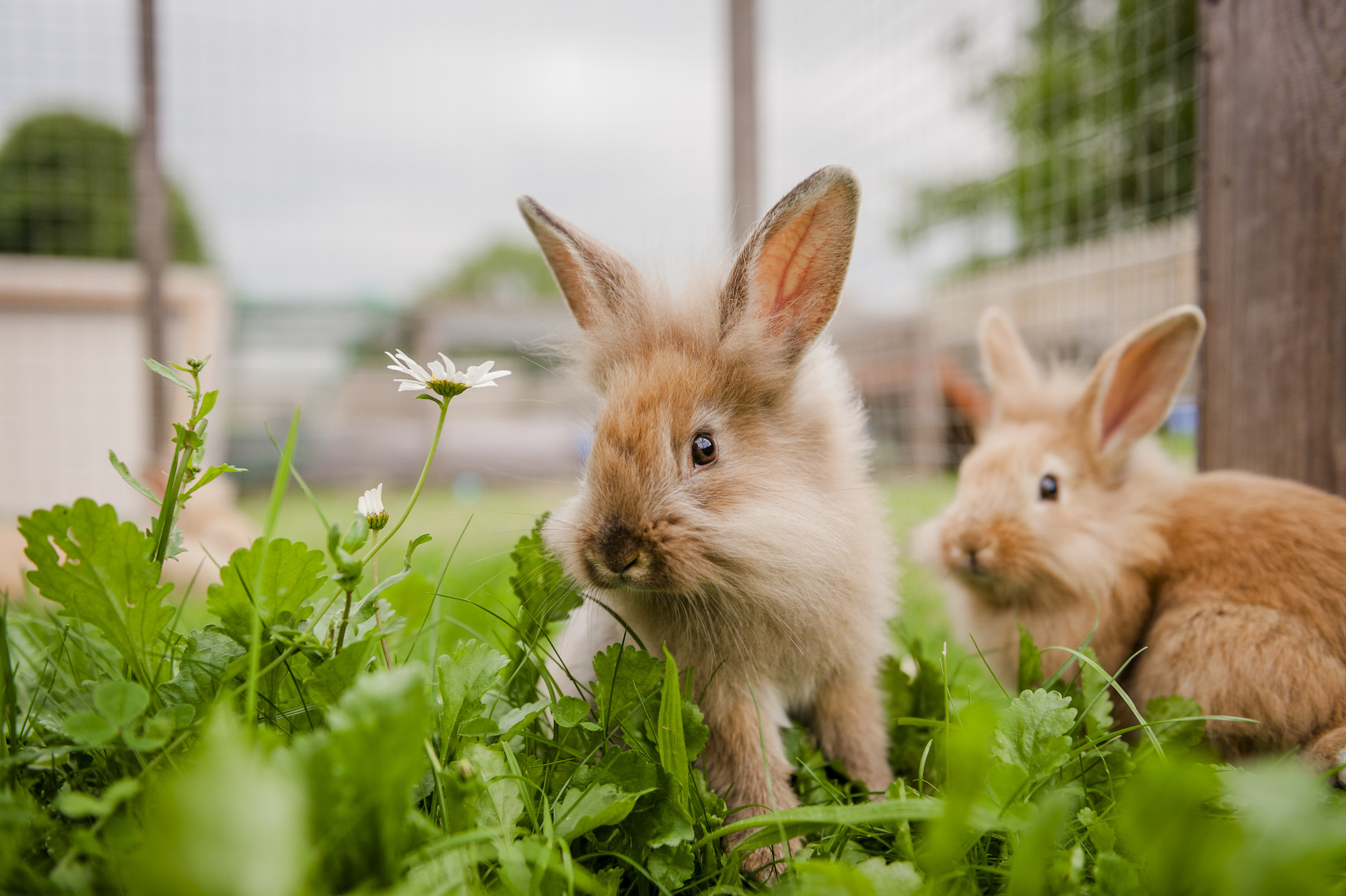 Adorable Floral Bunny Rabbit face Gift Best bunny clothes - Rabbit Lover -  Pin | TeePublic