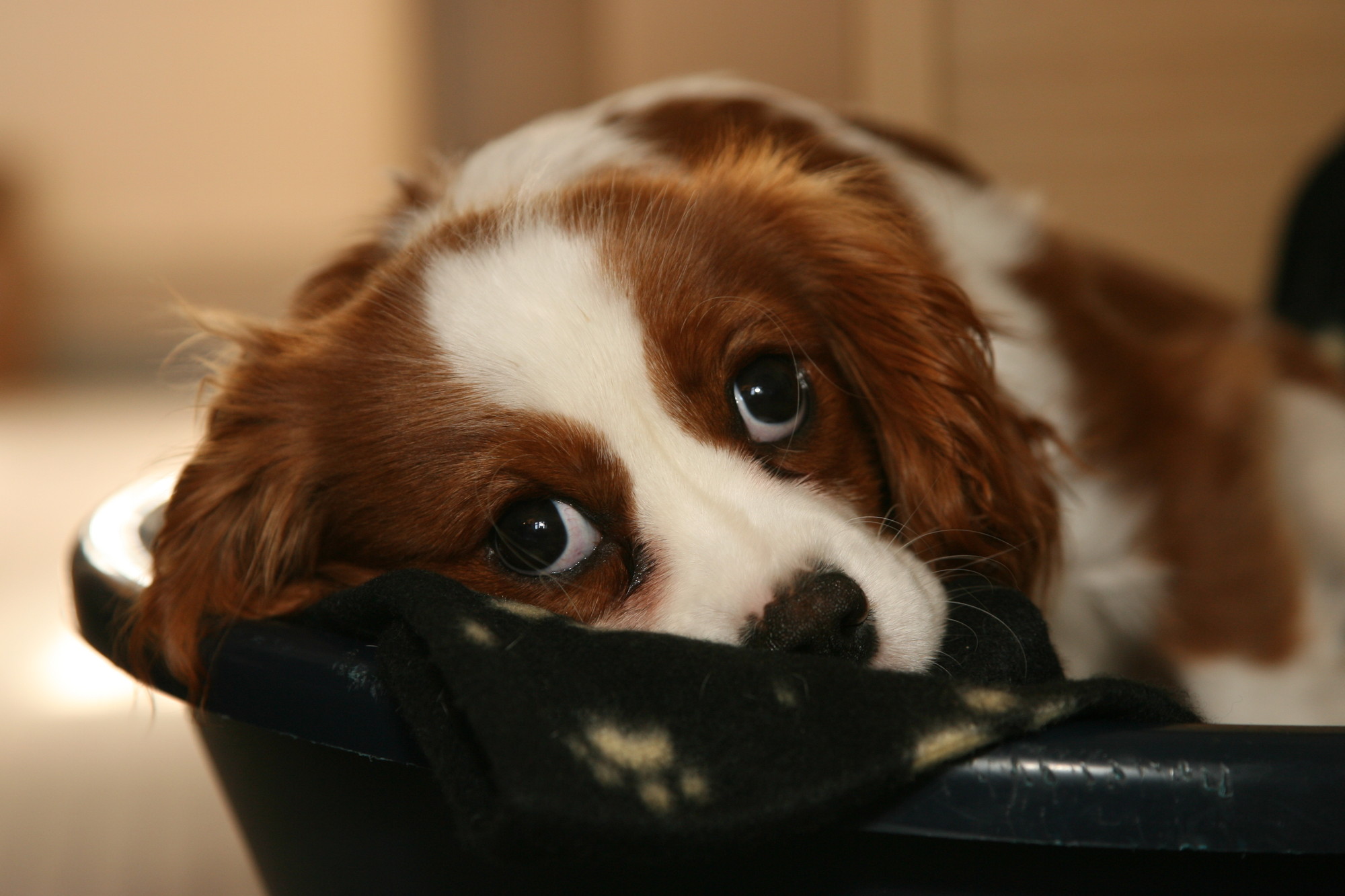 Separation Anxiety In Dogs (the symptoms and how to help your dog)