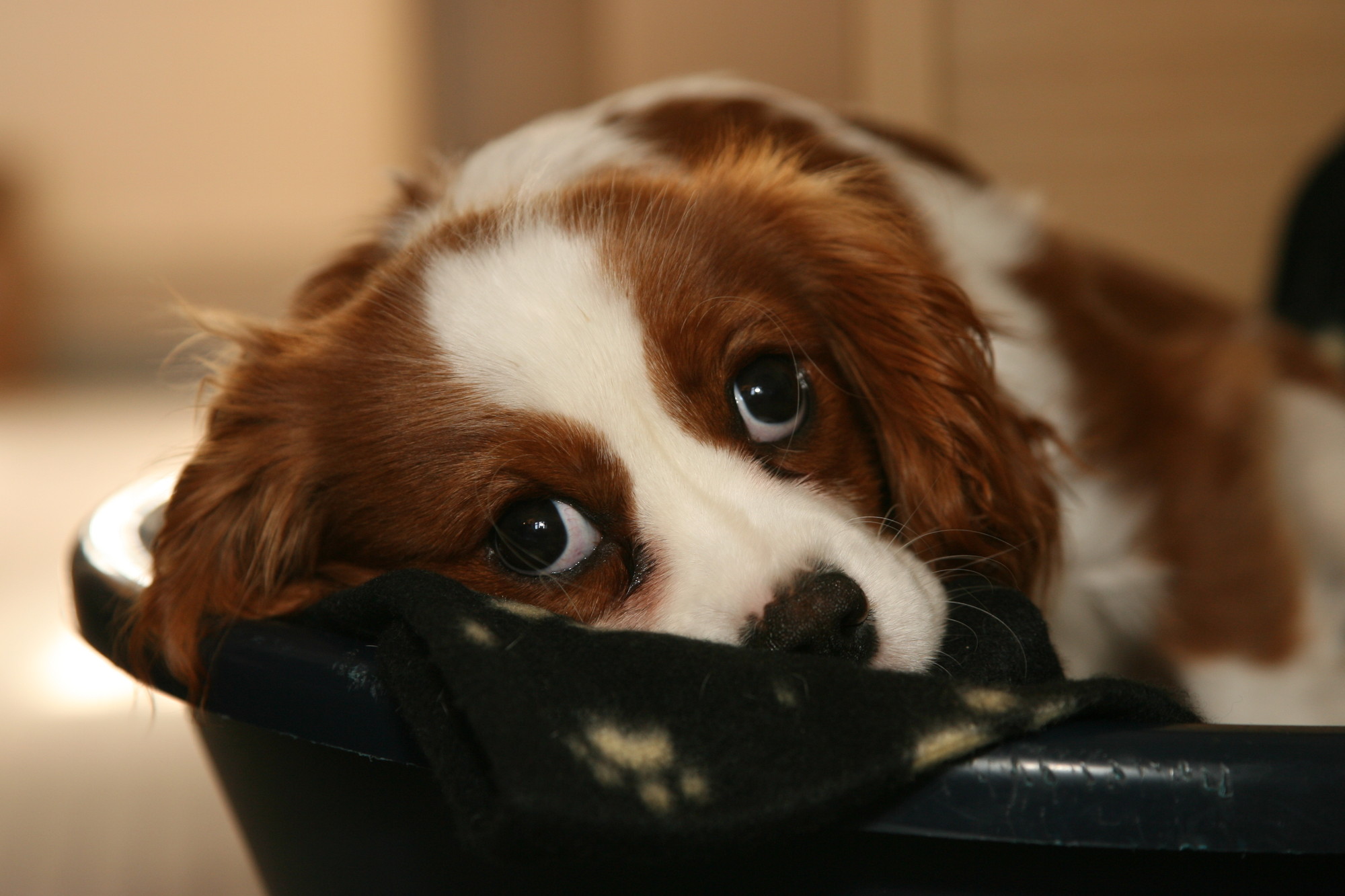 Separation Anxiety In Dogs Alone At Home Blue Cross