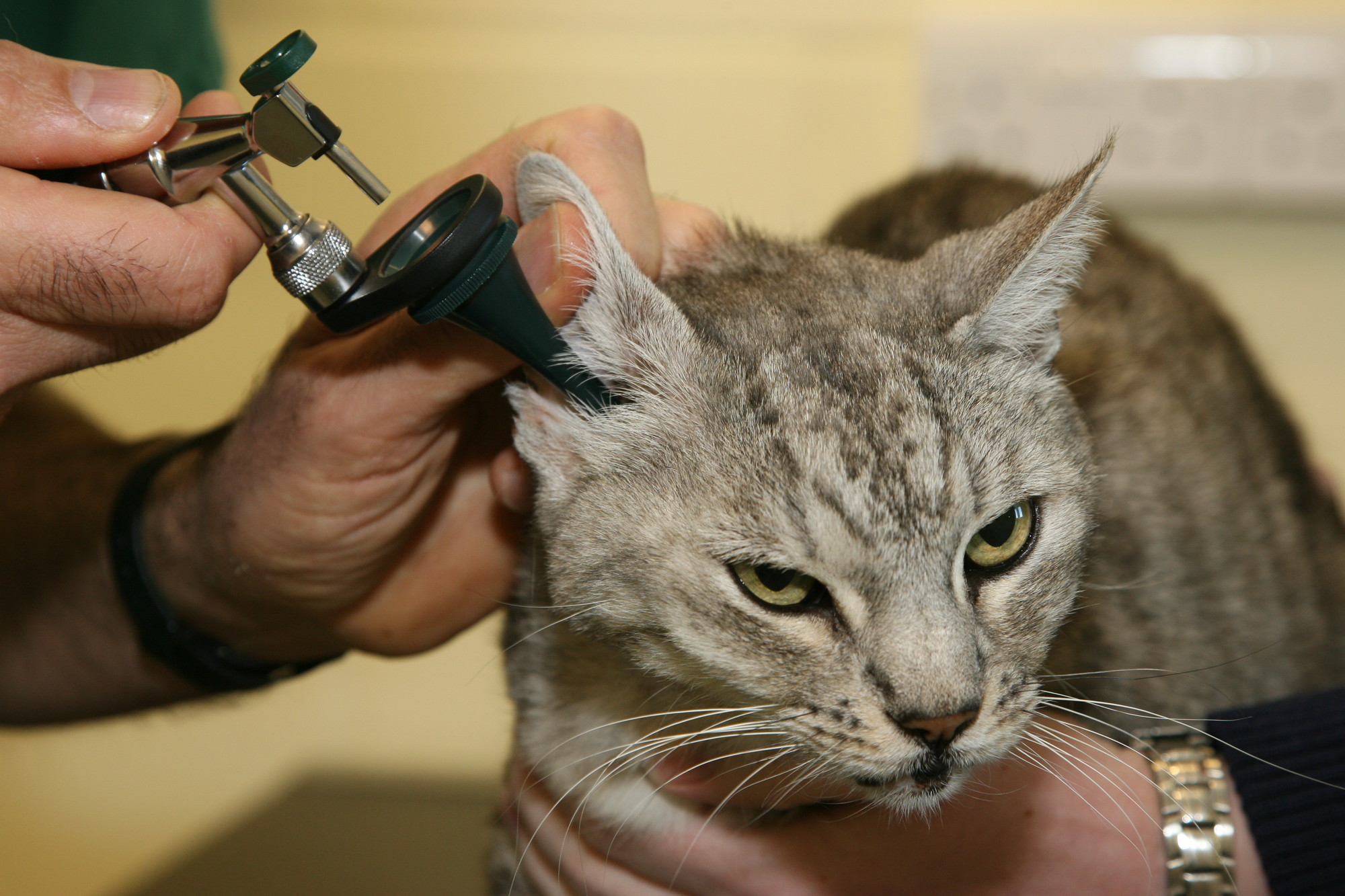 Ear Mites in Cats: Causes, Treatment & Prevention