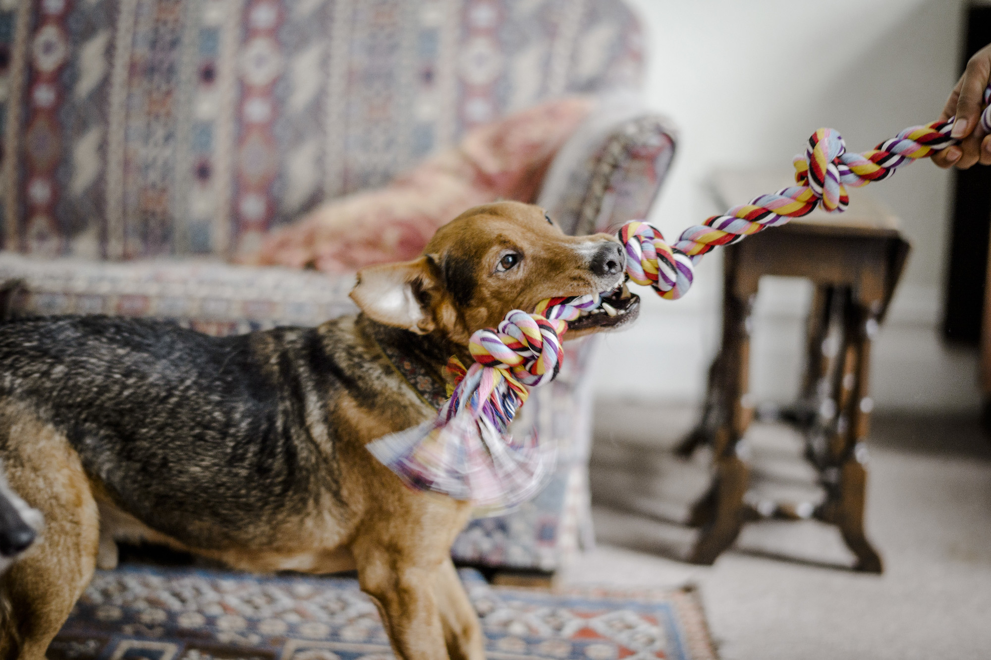 Indoor Games for Dogs