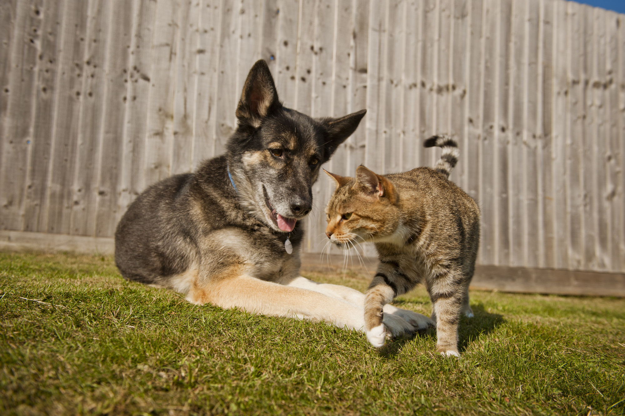 Dogs that are Good with Cats: Finding Canines that Like Felines