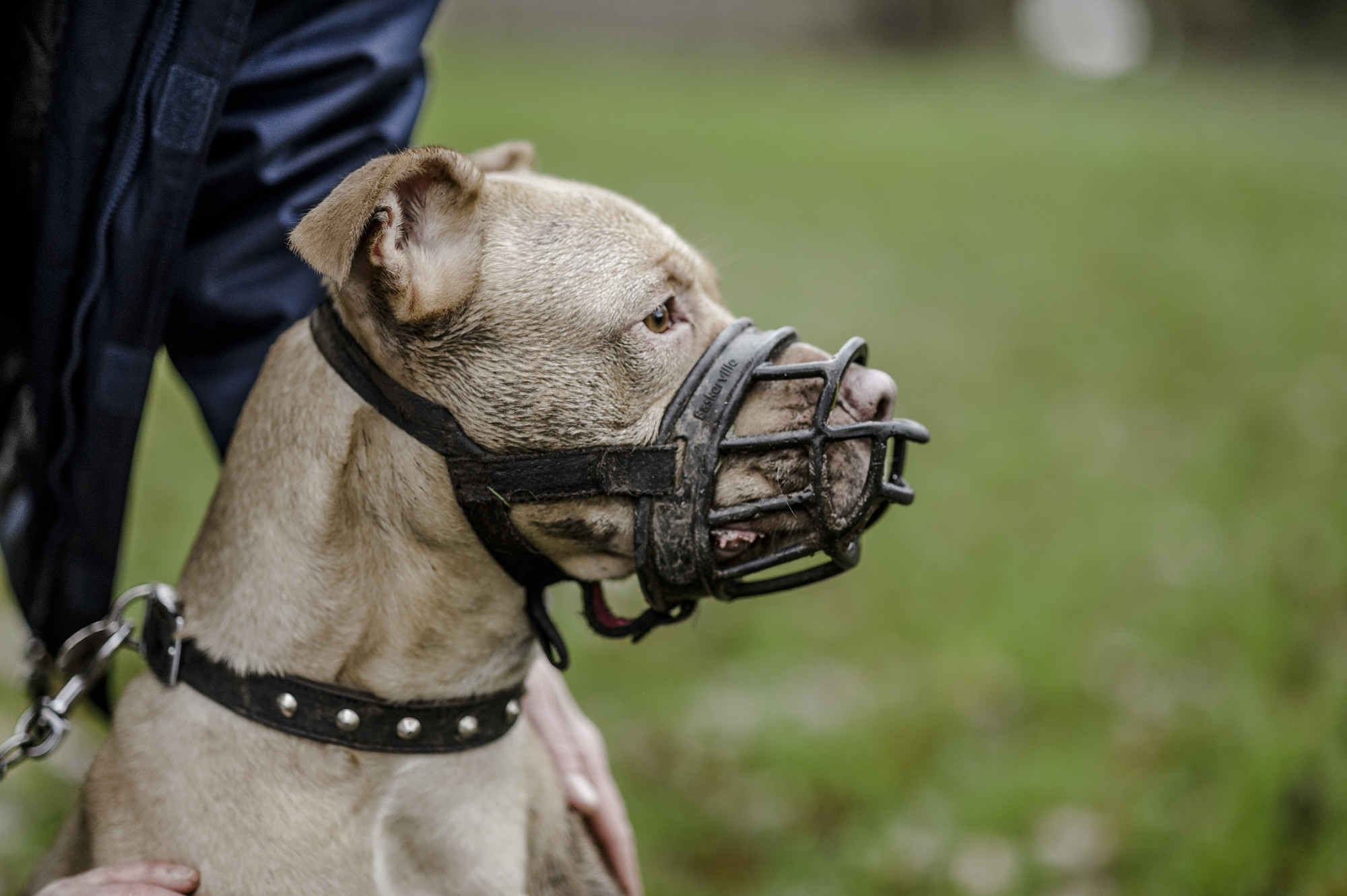 muzzle training puppy