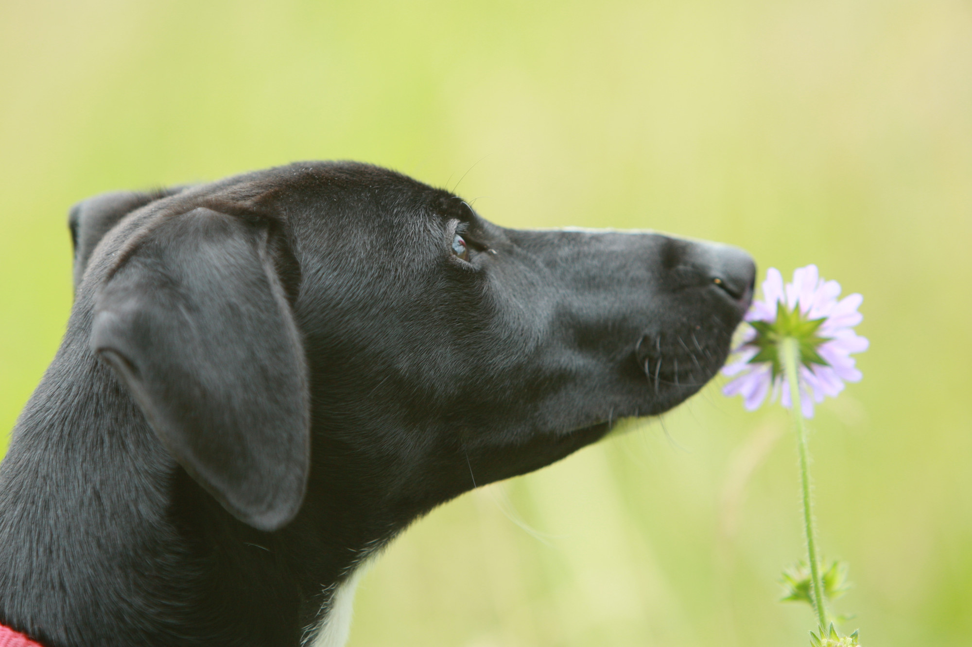 When Your Dog Is Stung by a Bee: Acute Allergic Reactions · The