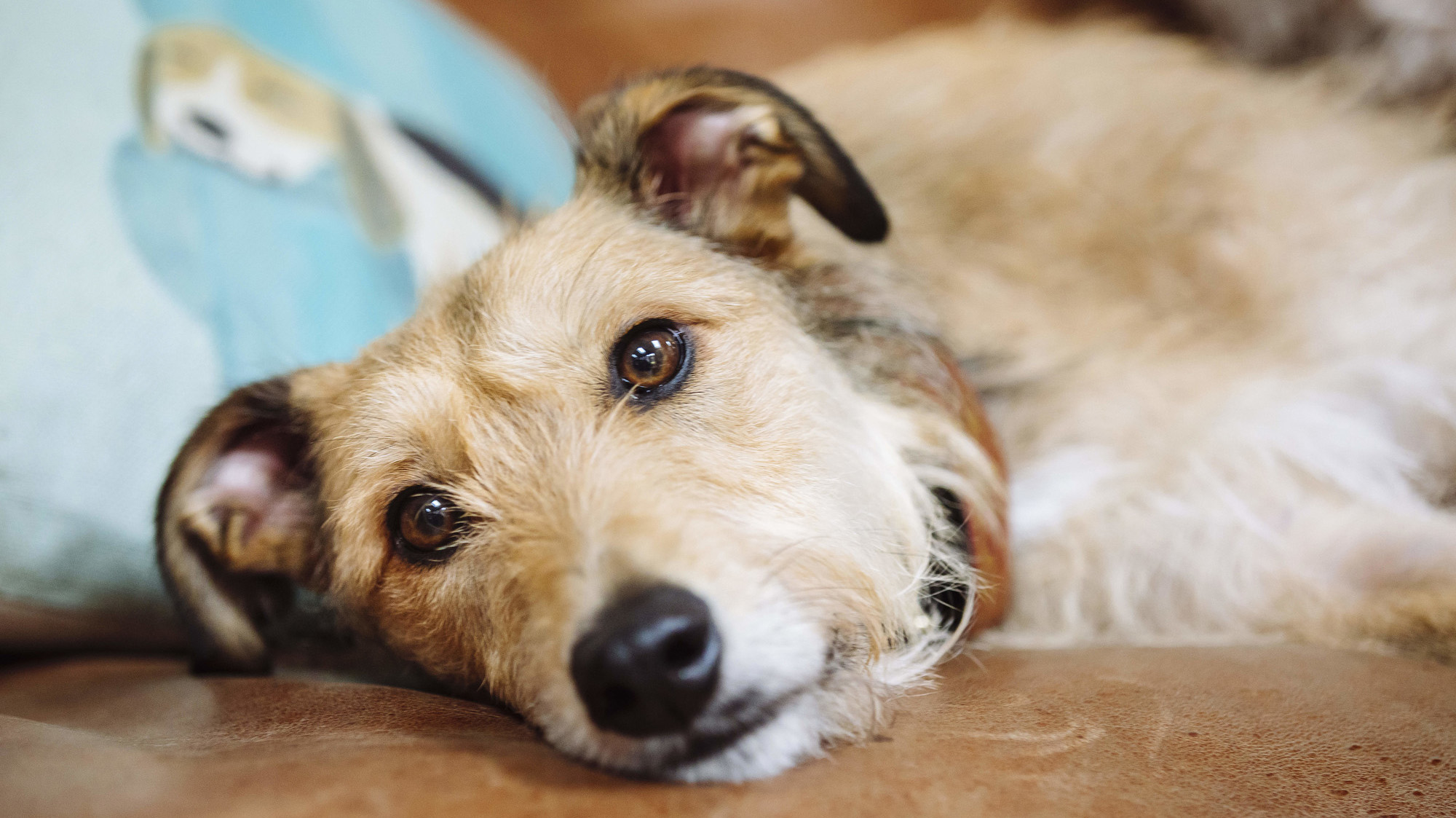 what can i give my dog for upset stomach and vomiting uk