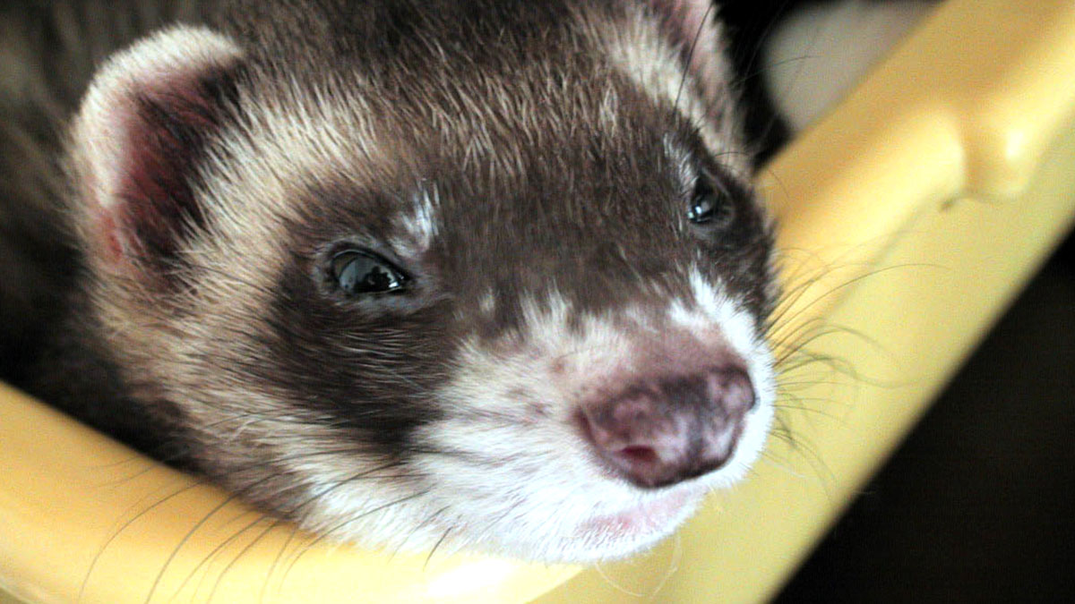 Caring for your ferret | Training and 