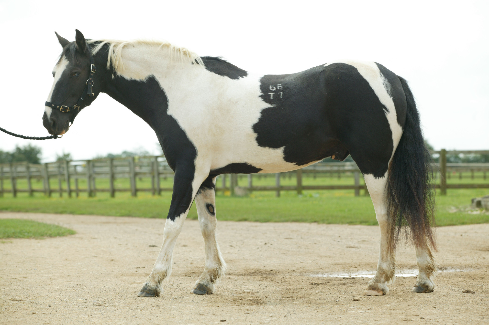 Image result for Stress and Your Horse's Brain