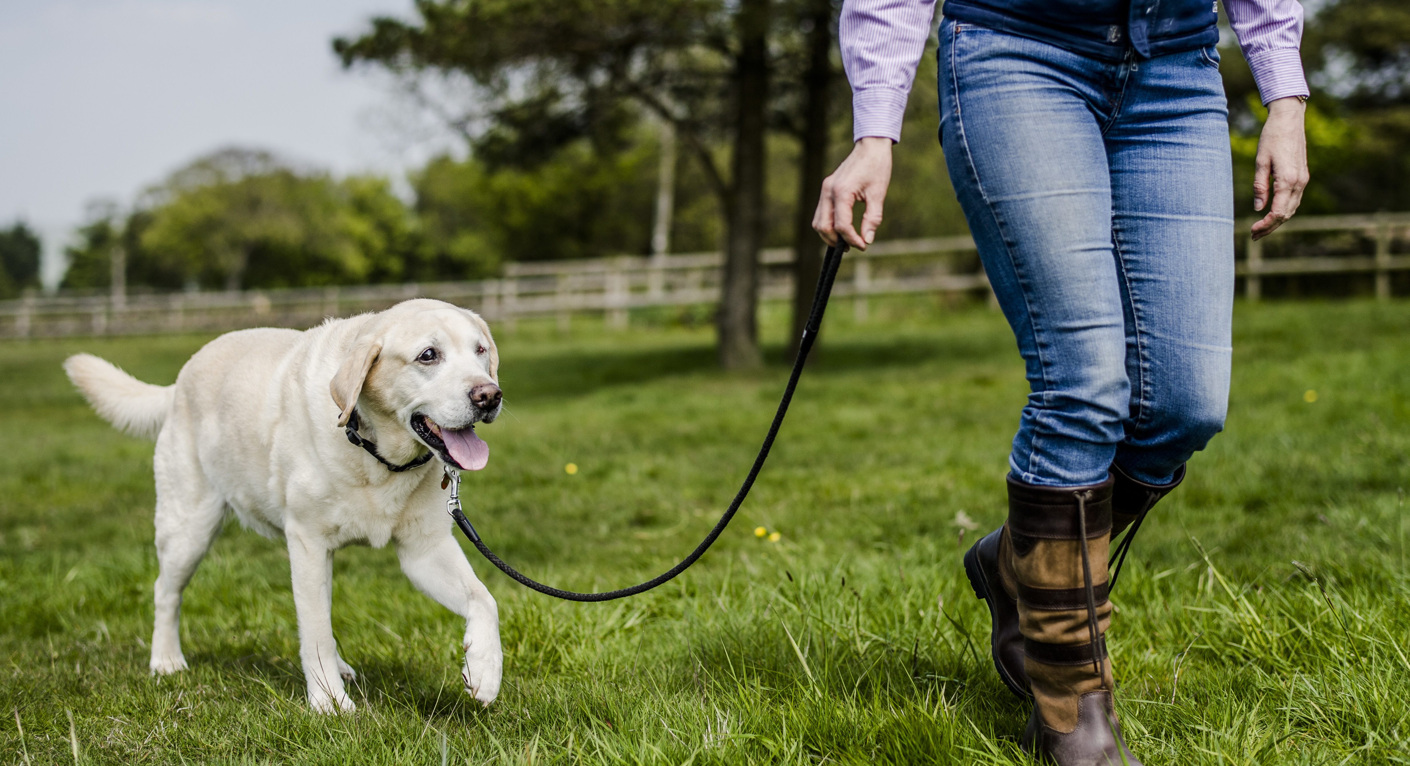 how to get labrador to stop pulling on leash