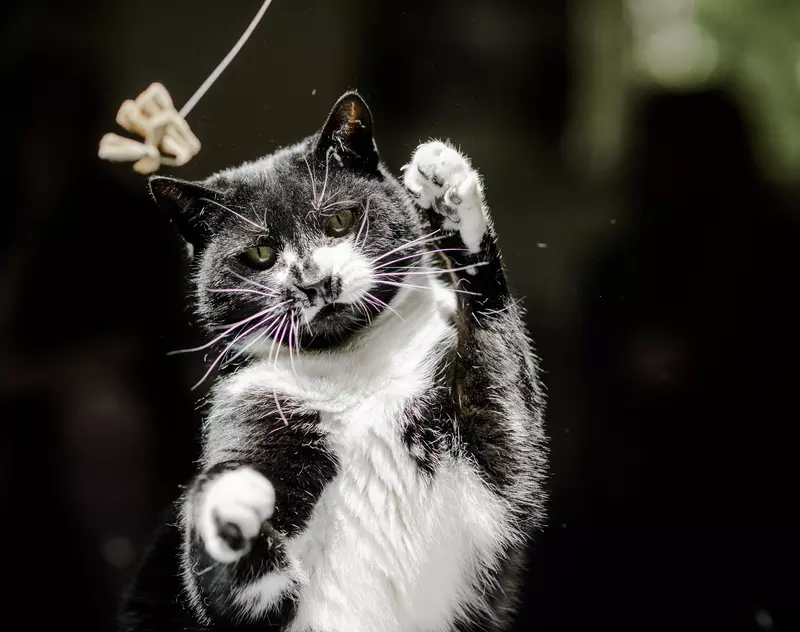 a black and white cat swipes at a toy in front of them