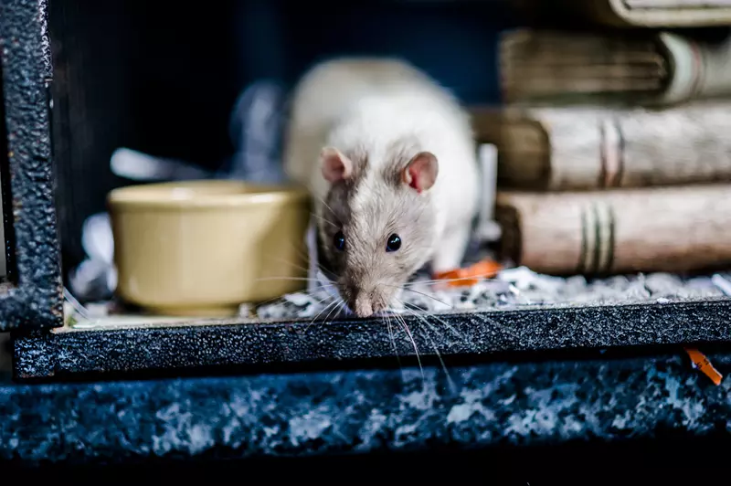 Rat next to food bowl