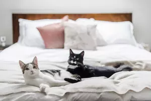 Two cats lying on the bed