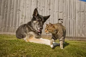 Dog lying down on grass with cat