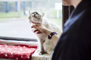 A grey and white cat sits in a window sill having its chin rubbed