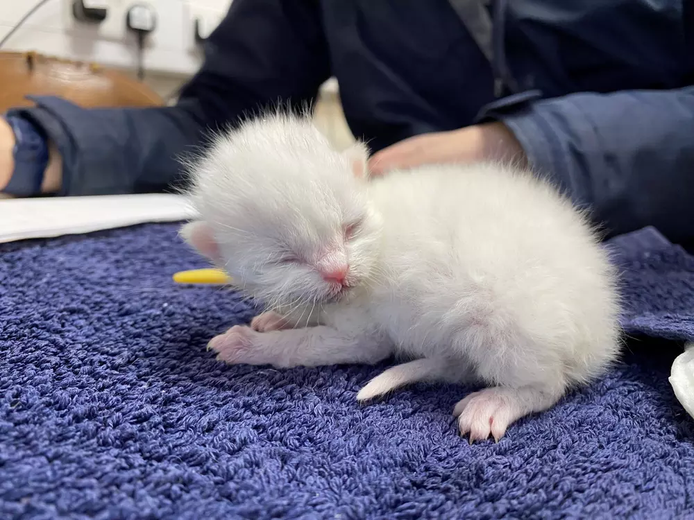 A tiny white kitten with its eyes closed lies on a blue towel