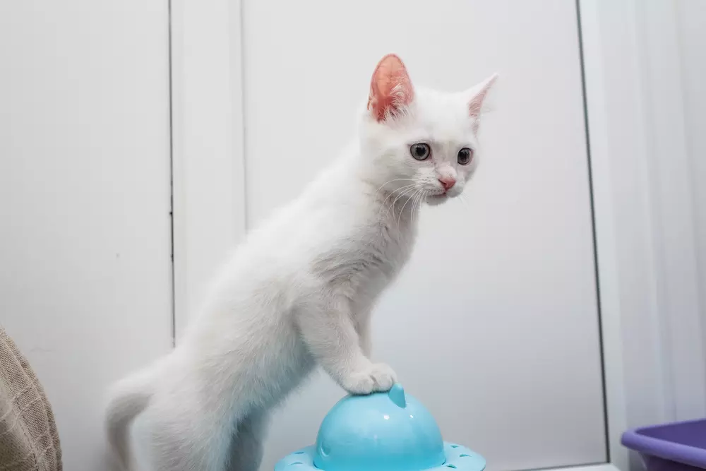 White kitten Tiny Tim confidently balances upright with front paws on a blue spherical toy