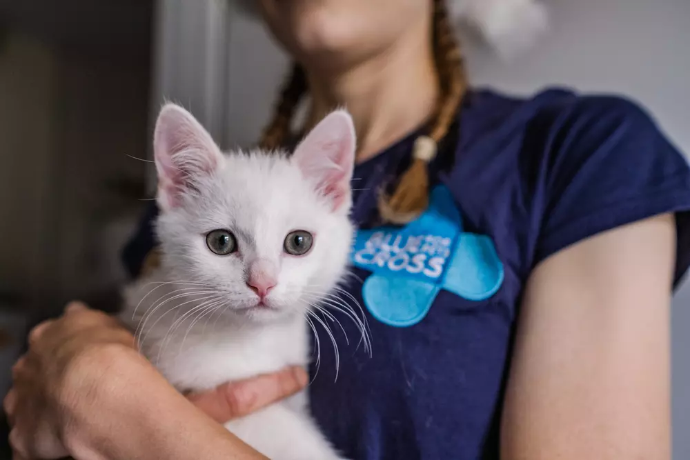 White kitten Tiny Tim is cuddled by a Blue Cross team member