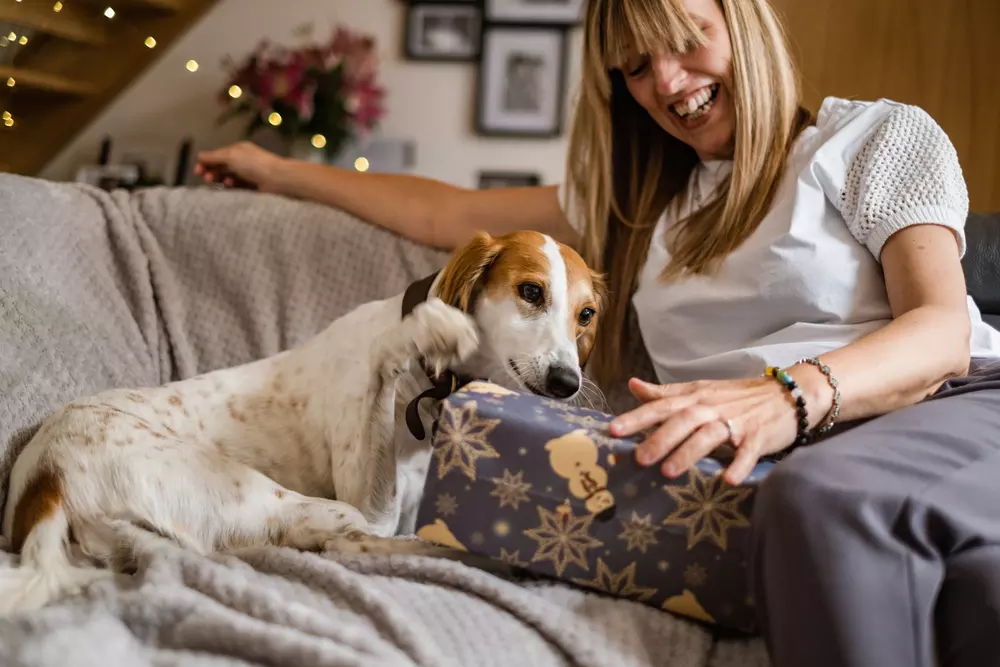 Lilly on the sofa with owner opening a Christmas present