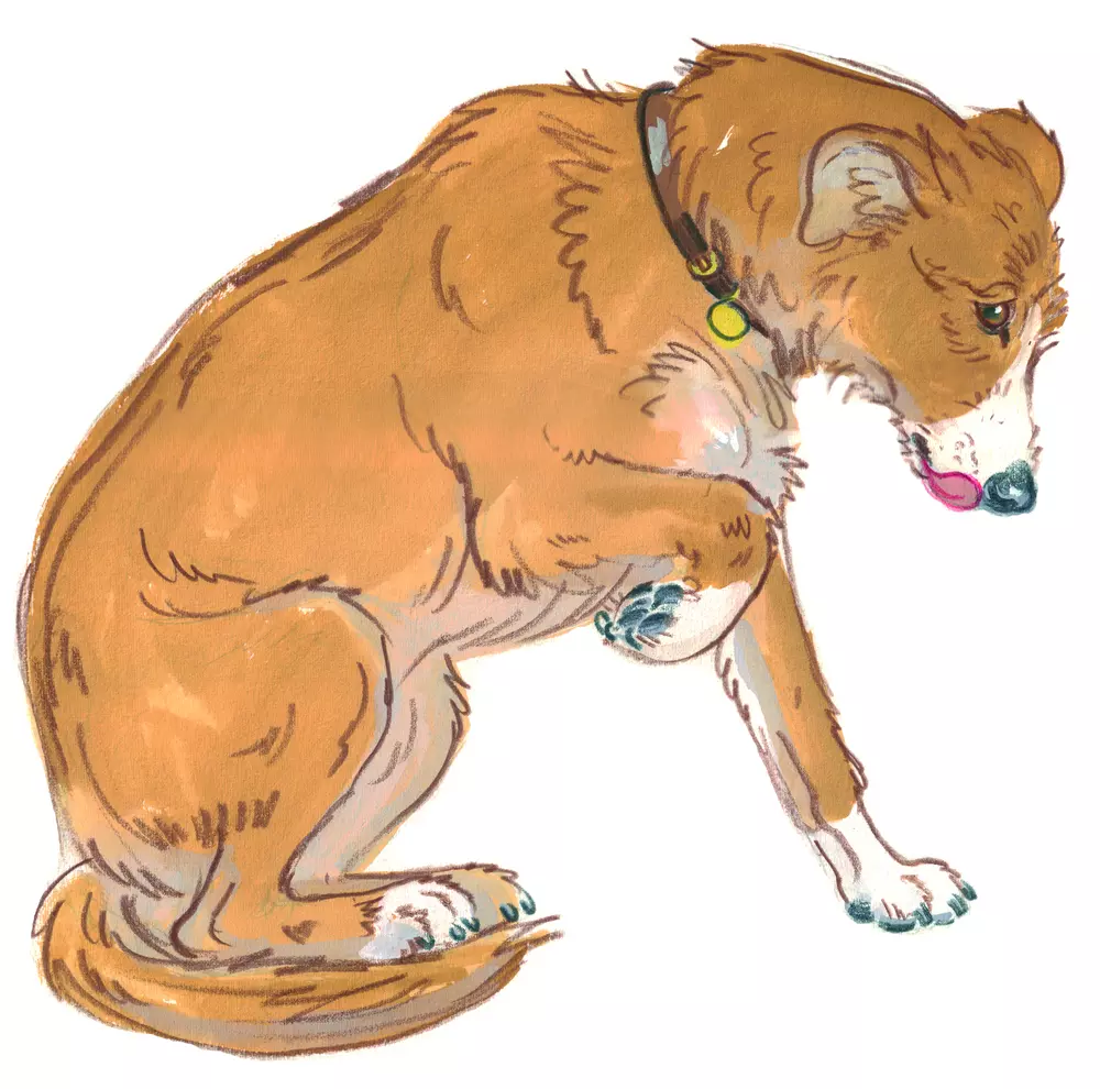 Drawing of a dog lifting her paw and licking her lips to show she is unsure