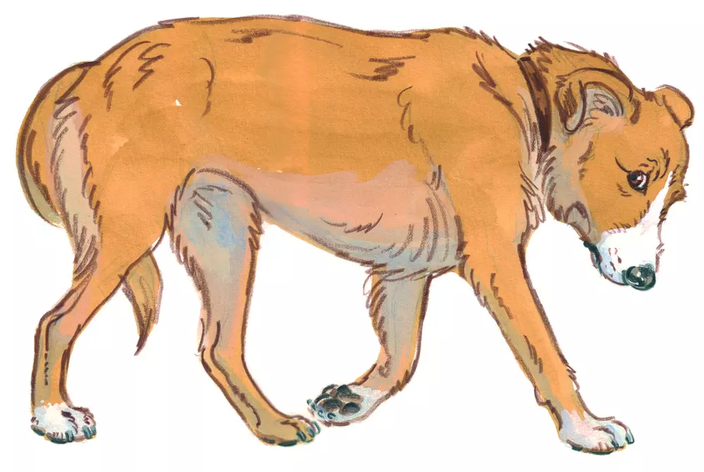 Drawing of a dog with her tail tucked under her body and head lowered