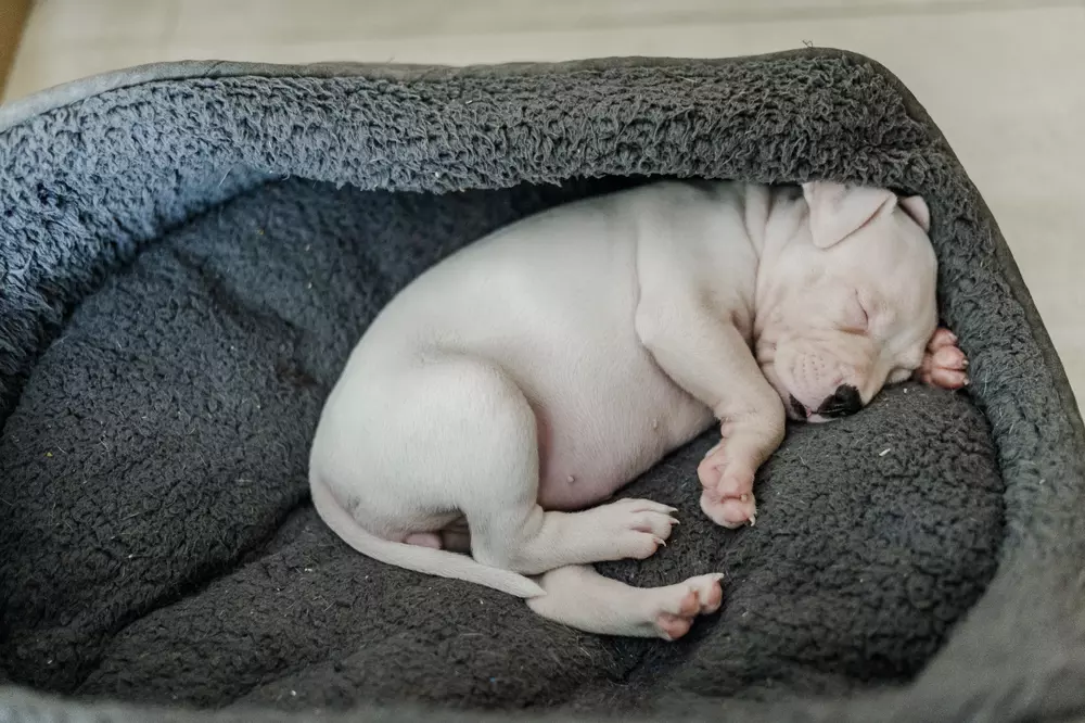 A white staffie cross puppy snoozes away in her comfy bed