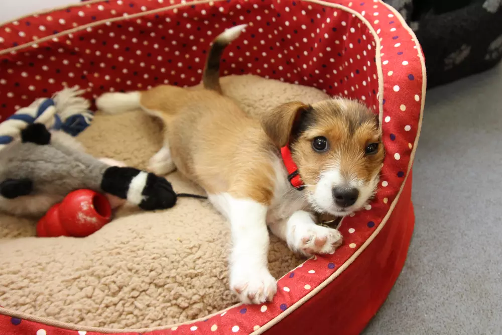 A terrier cross puppy snuggles up with toys in her bed