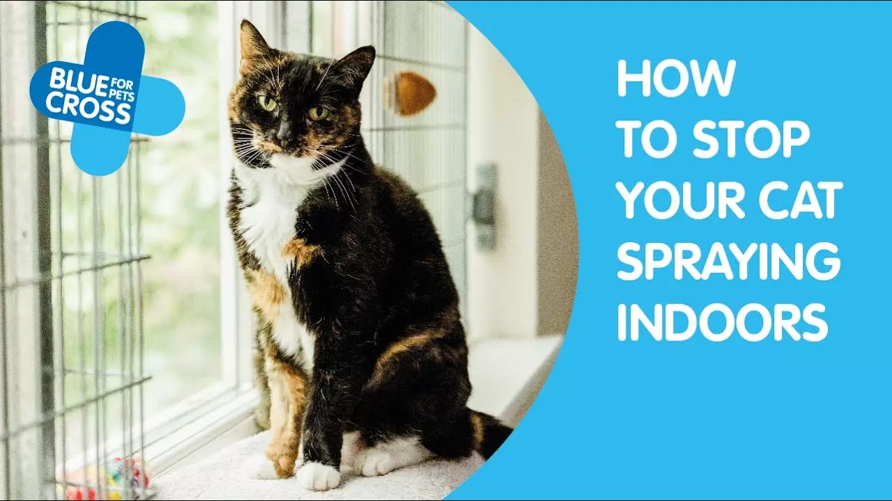 Stop your Cat Spraying or Soiling in the House Blue Cross