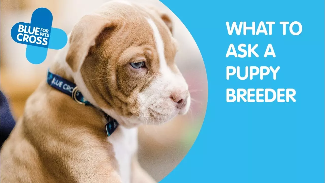 Buying a puppy Where to buy a puppy Blue Cross