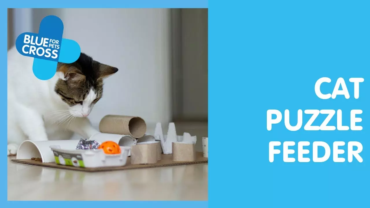 How To Make A Cat Food Puzzle Blue Cross