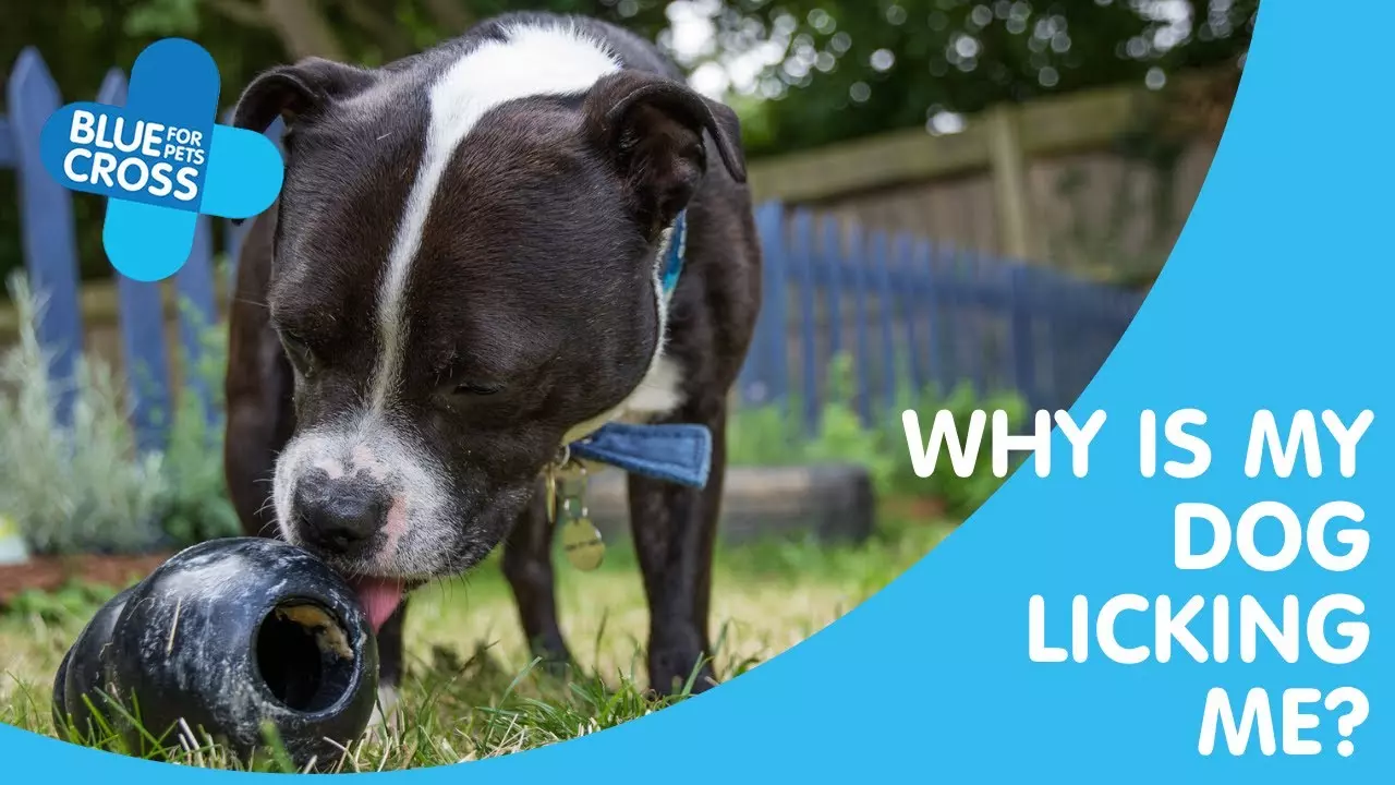 Why do dogs lick? | Dogs licking | Blue Cross