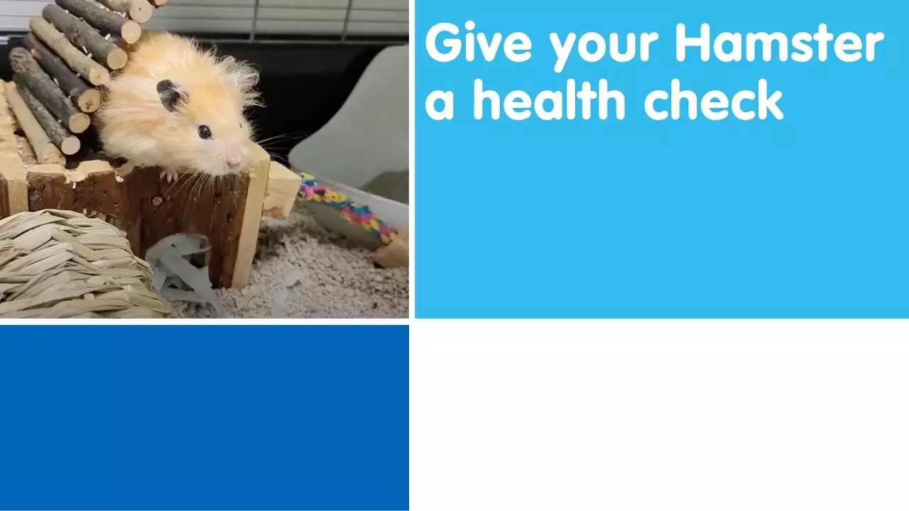 Hamster Care | Blue Cross