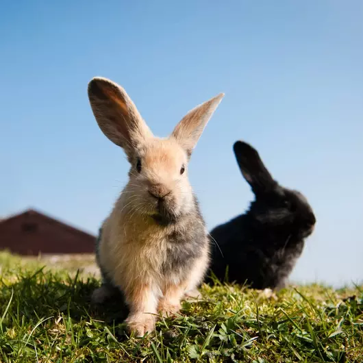 Light brown rabbit standing on the grass, with dark brown rabbit in background