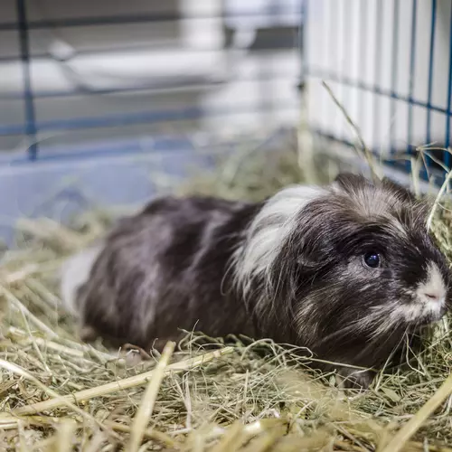 Heated guinea pig hutch hotsell