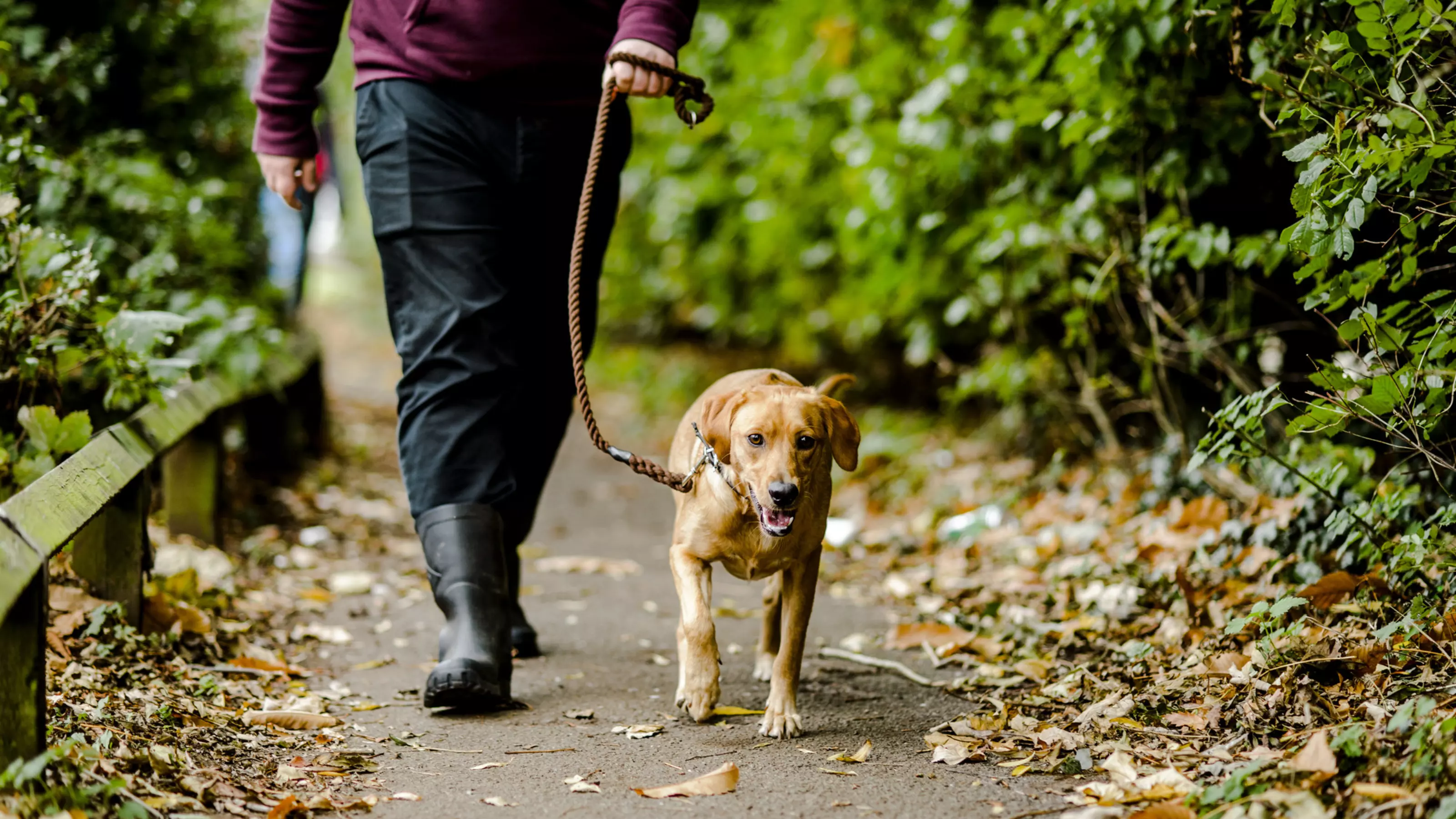 Tips for walking your dog on and off lead Blue Cross