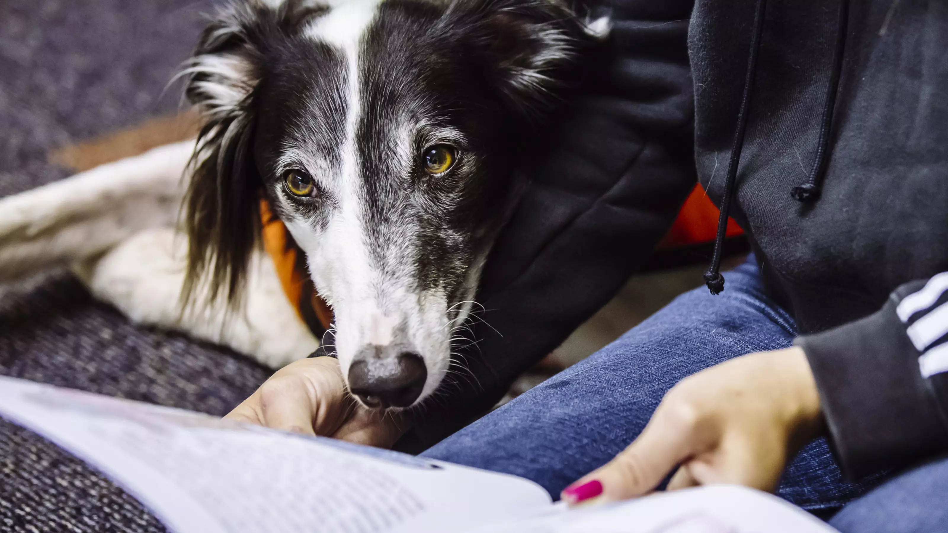 Lurcher with head on a lap