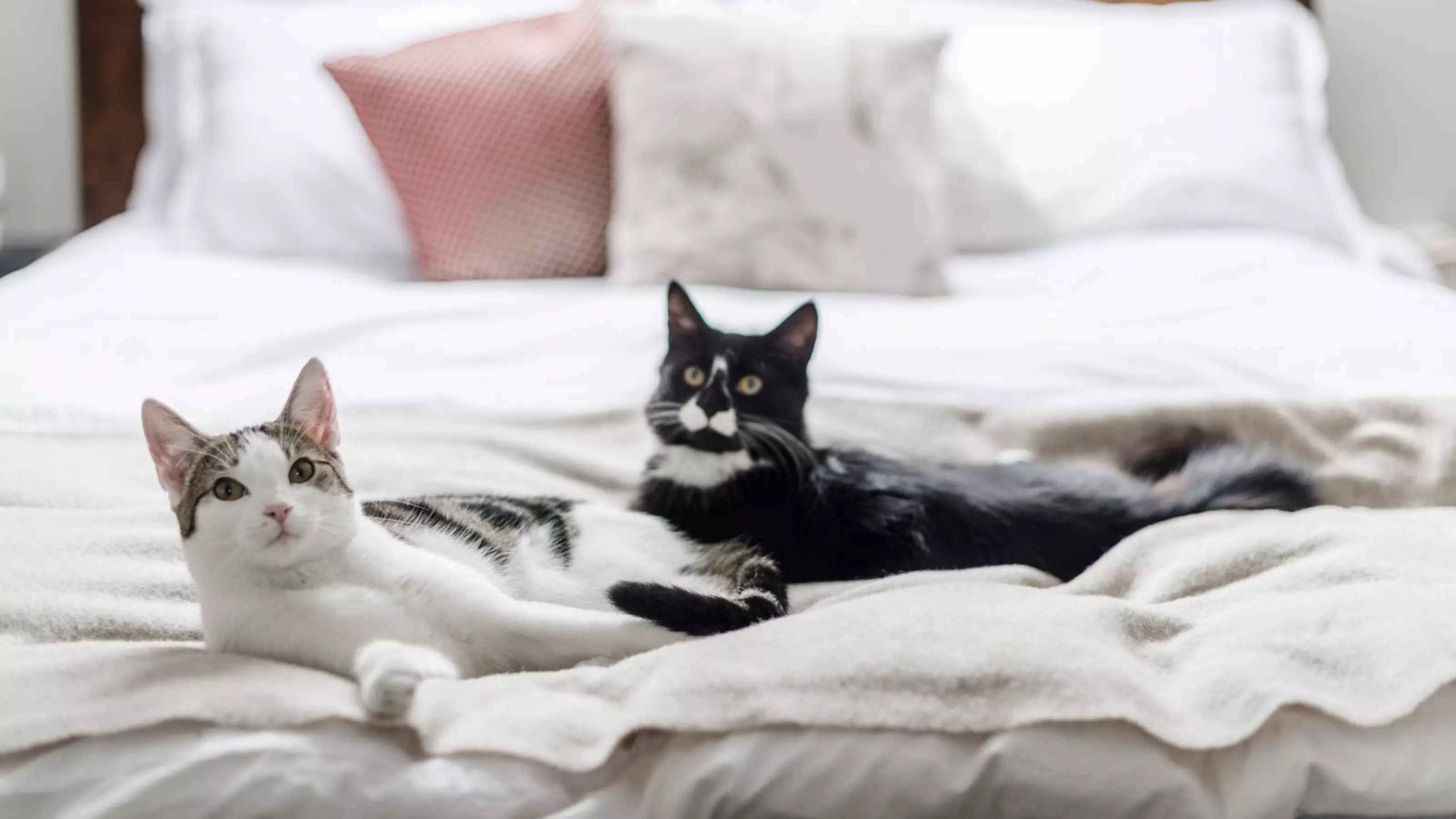 a tabby cat and a black and white cat lie next to each other on a bed