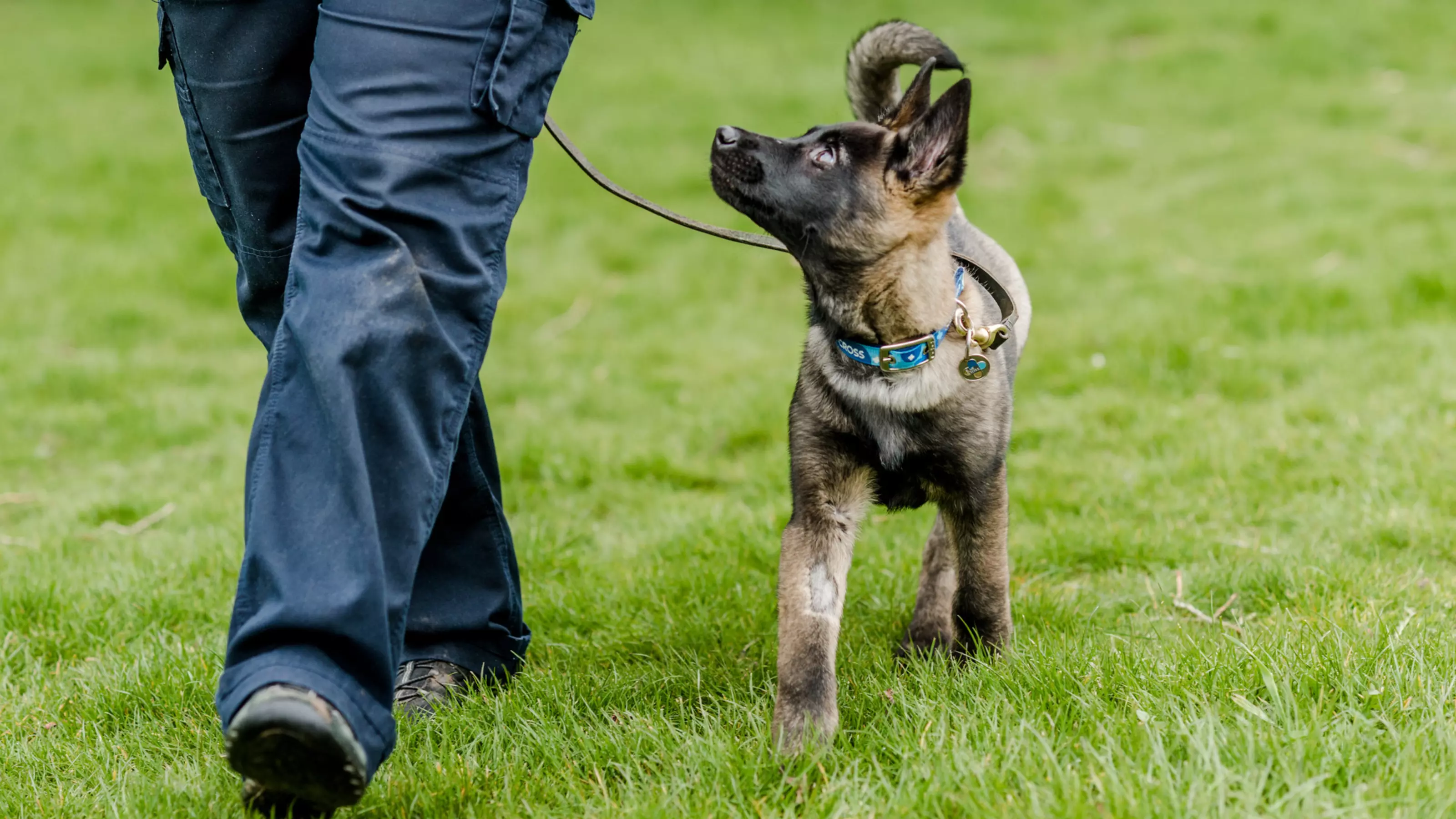 Puppy Belgian shepherd on lead looking at owner