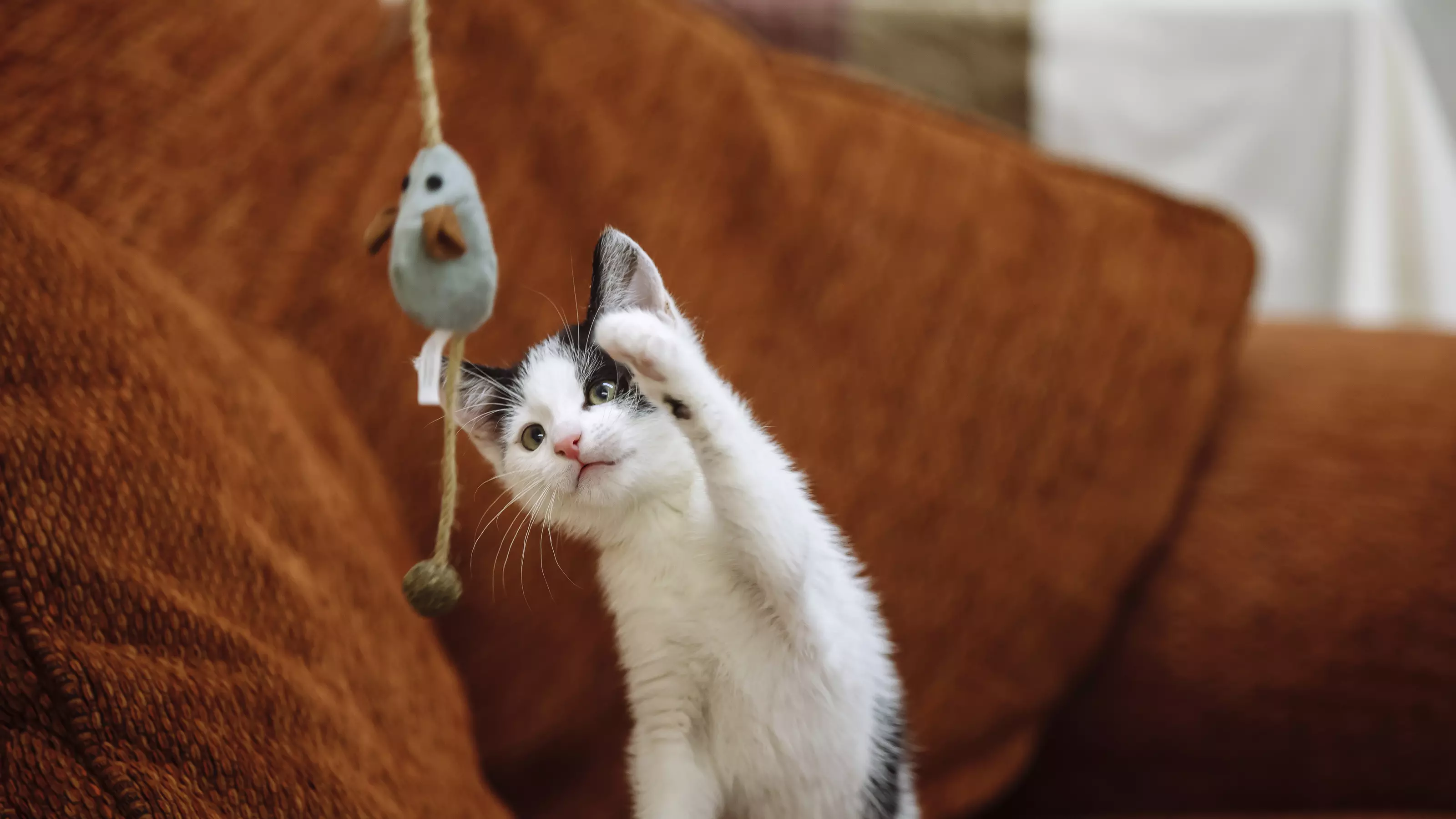 a white and black kitten takes a swipe at a mouse fishing rod toy