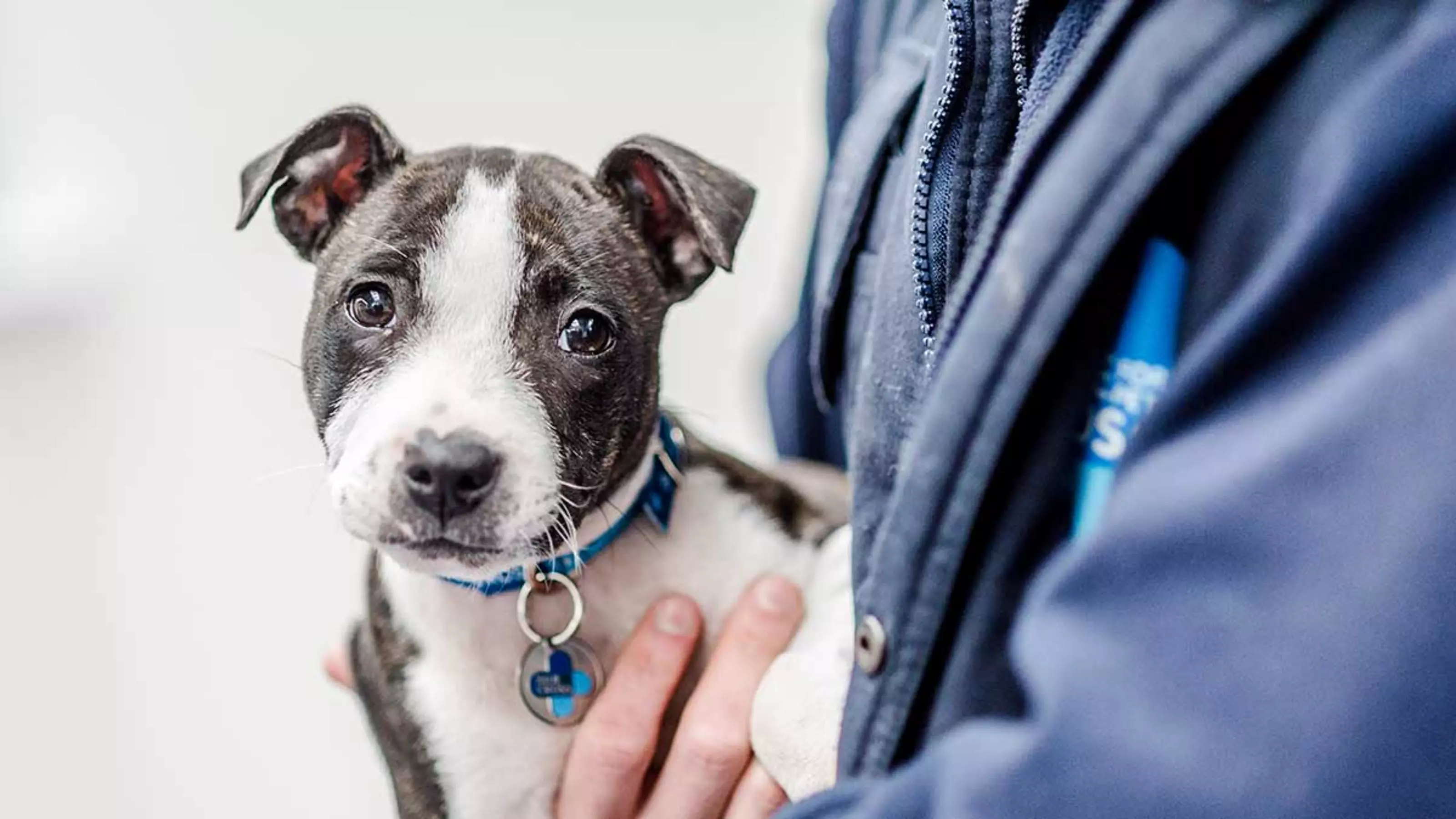 Puppy fashion started biting