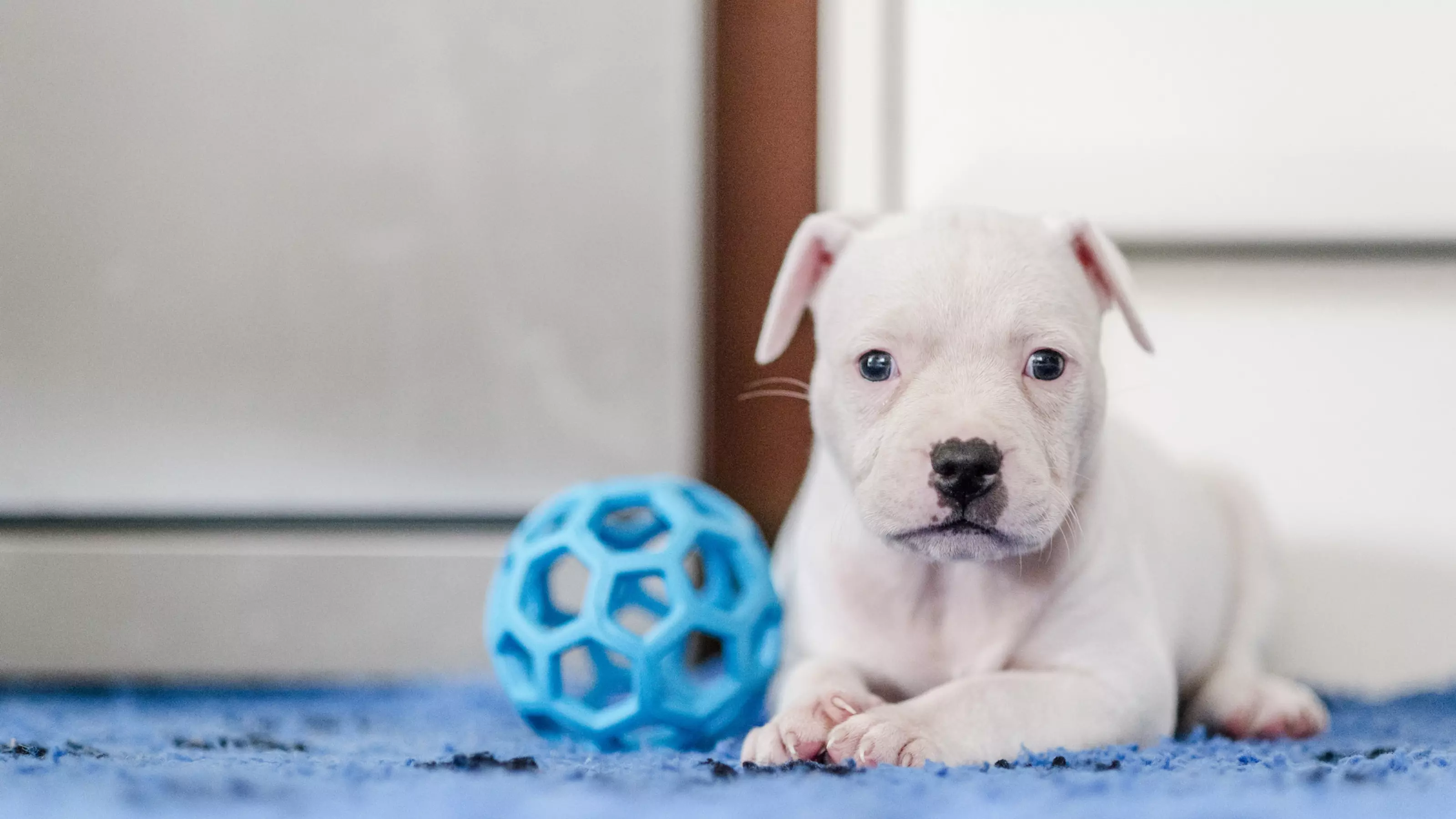 White puppy on floor