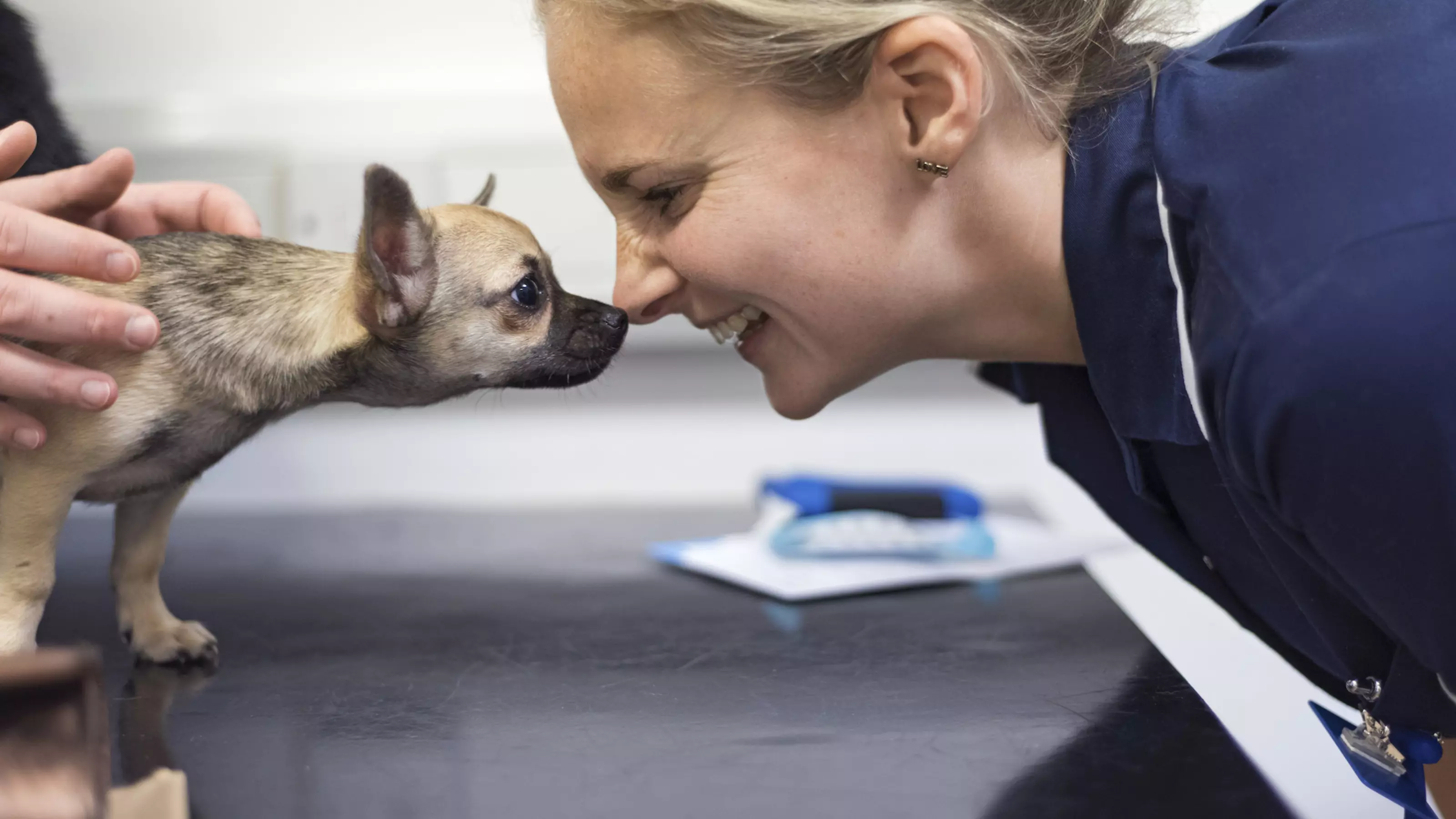 Chihuahua touching noses with vet nurse