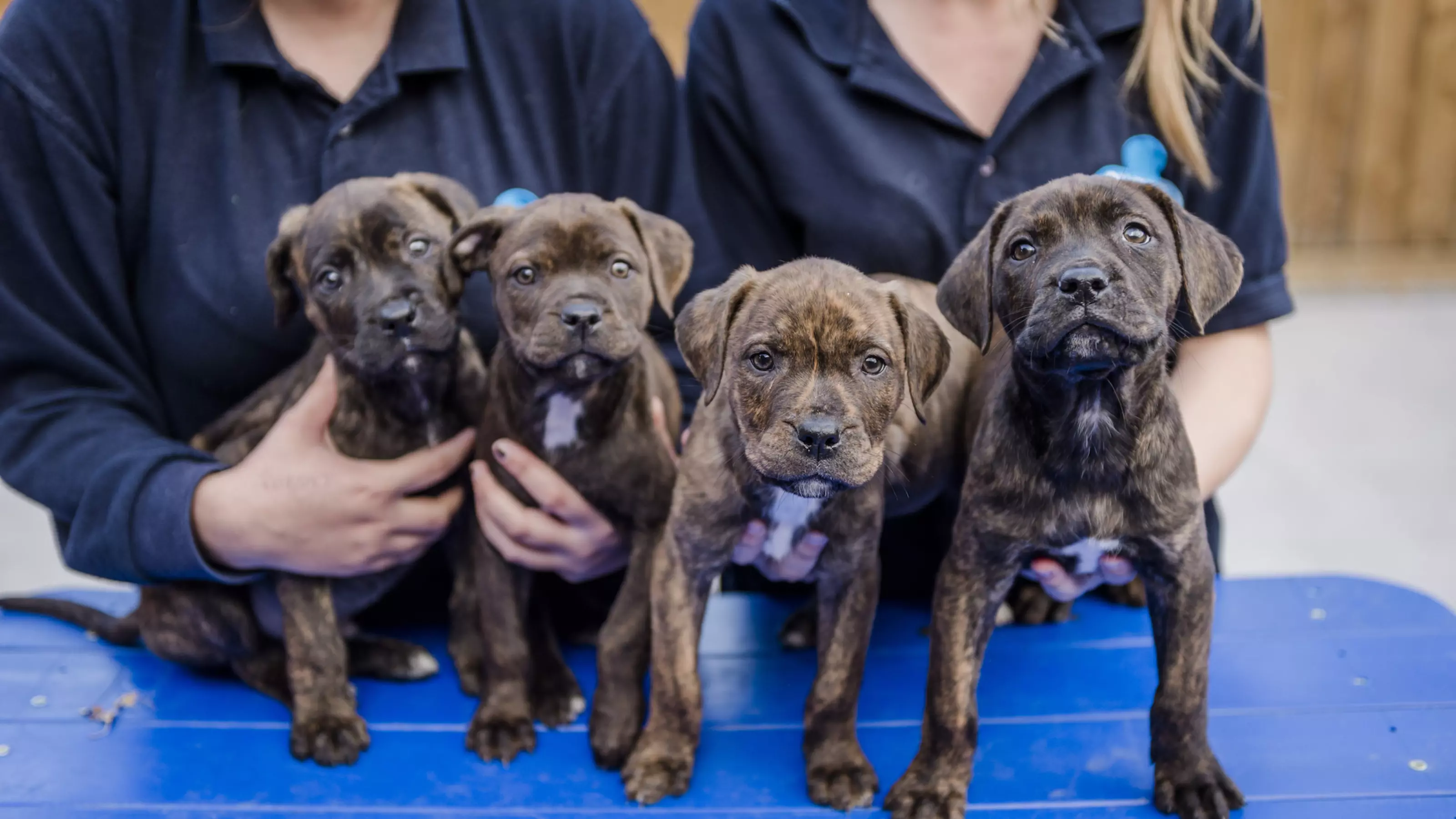 Four puppies in a row looking to camera