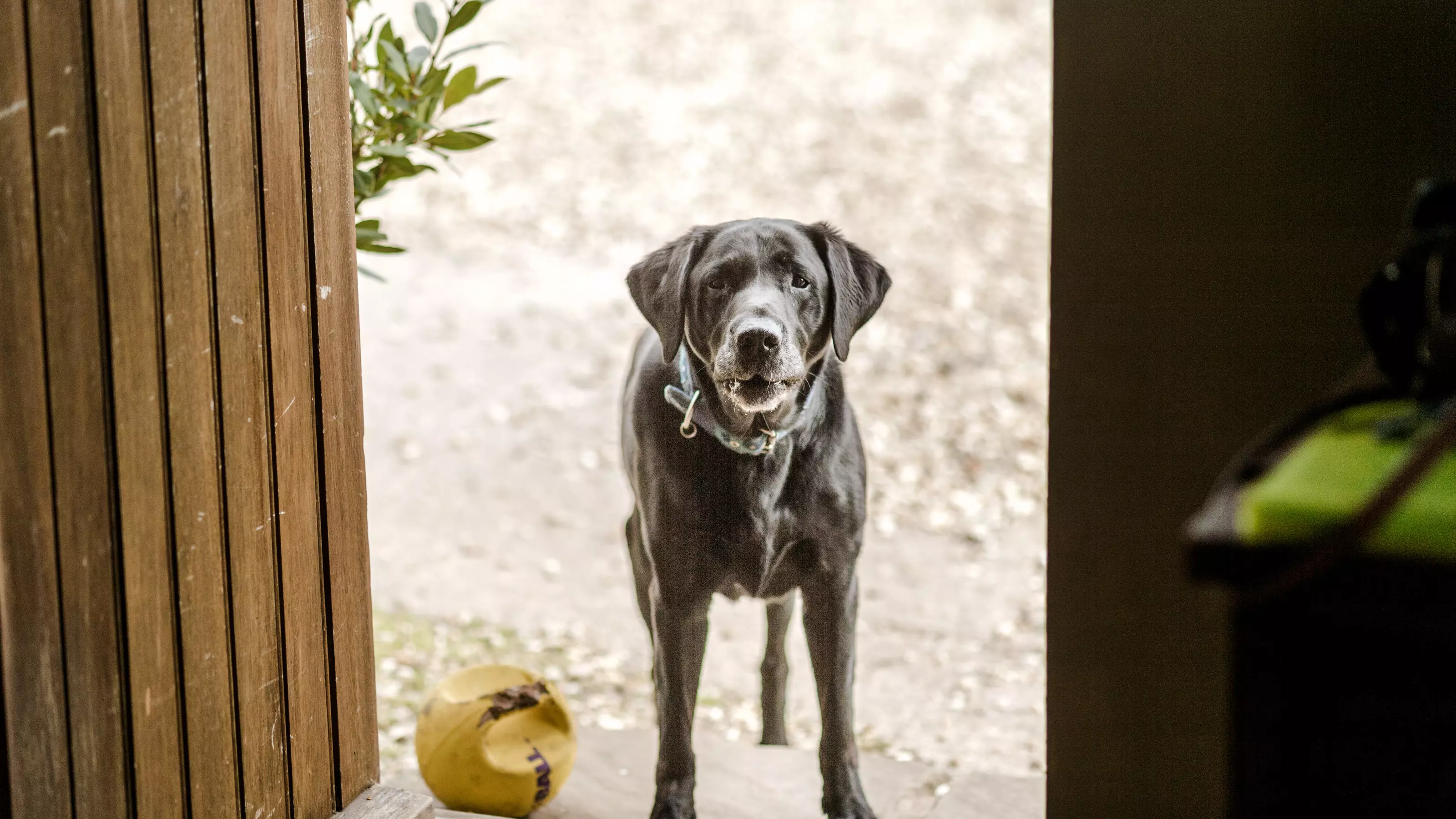 do dogs poop blood when they are in heat