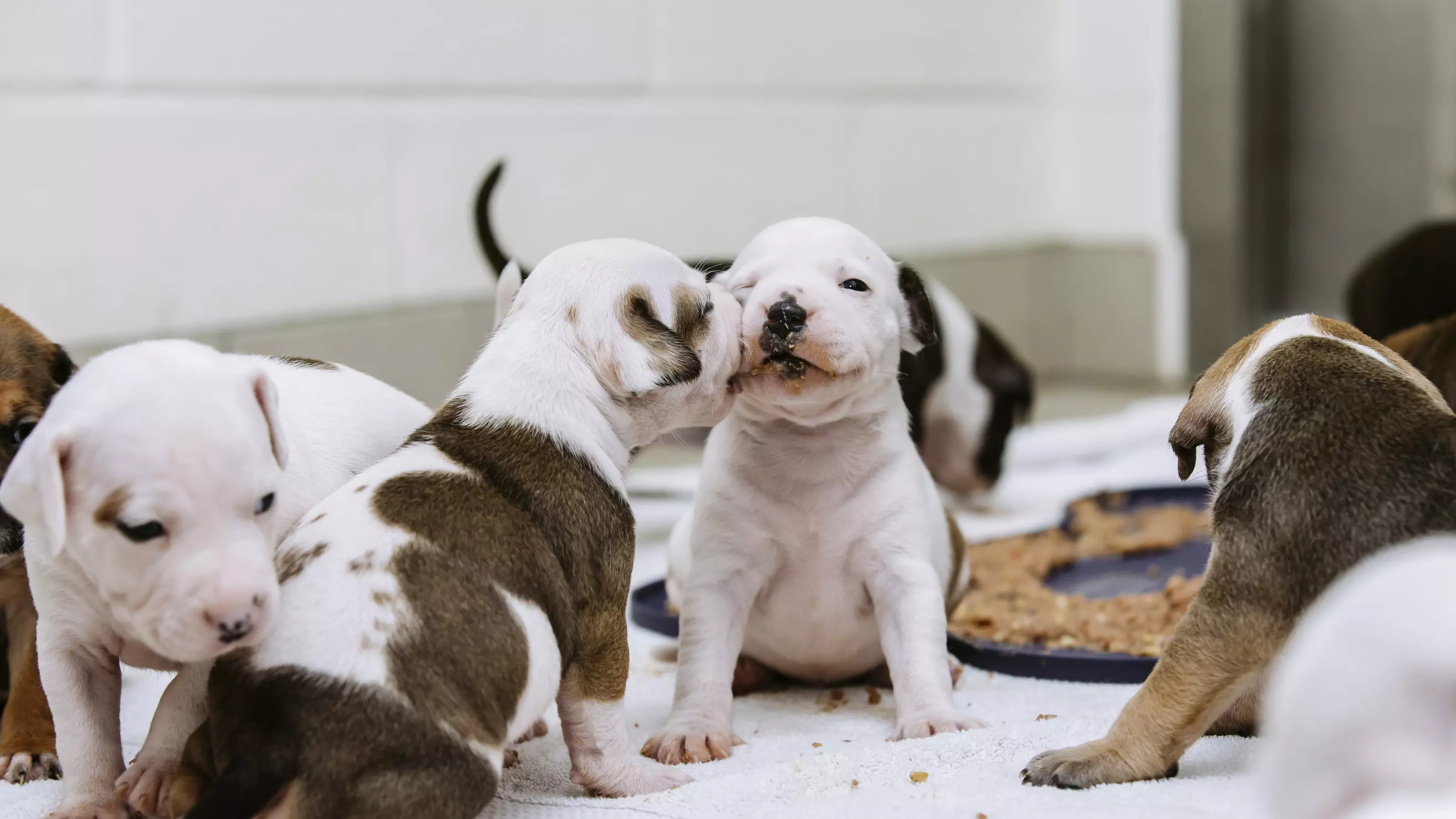 Staffordshire bull terrier puppies playing