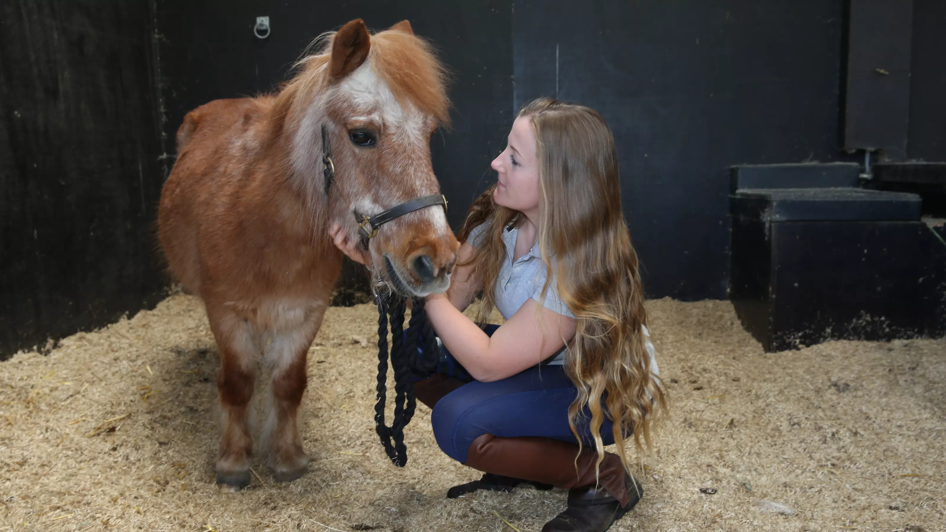 A woman with long hair crouches down next to a chestnut and white Shetland pony. She holds the pony's headcollar with one hand and gently strokes his chin with her other hand.