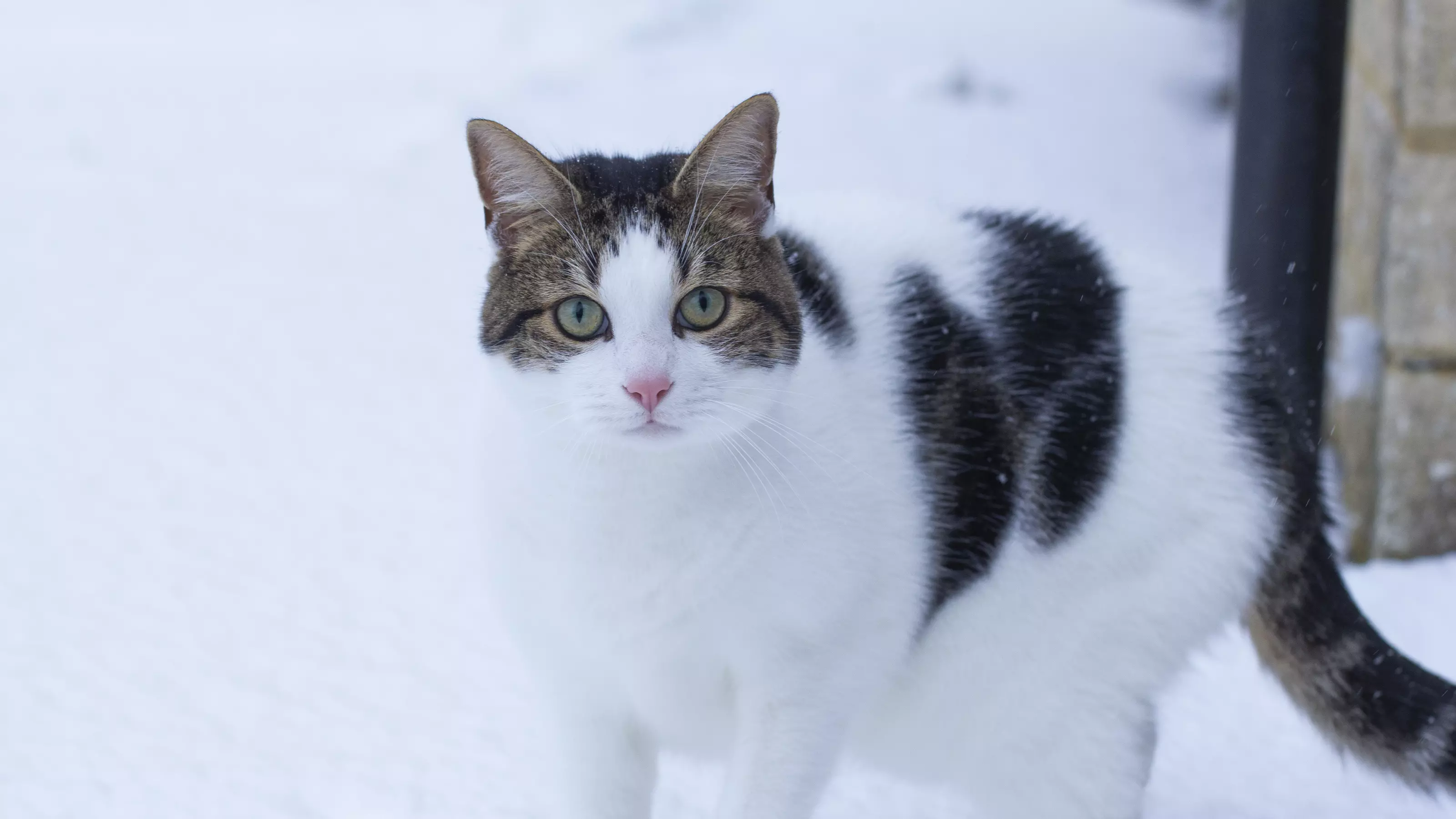 Looking After Your Cat in Winter Blue Cross